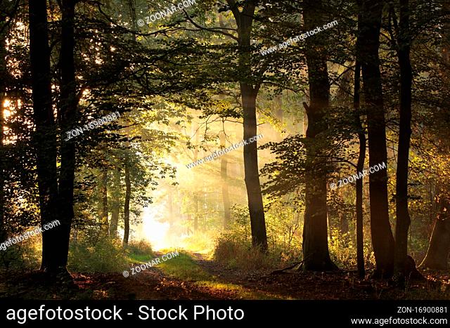 Oak trees backlit by the rising sun in a misty autumn forest, September, Poland