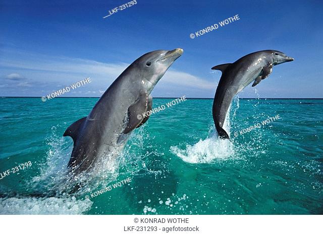 Bottlenosed Dolphins leaping, Tursiops truncatus, Honduras, Caribbean