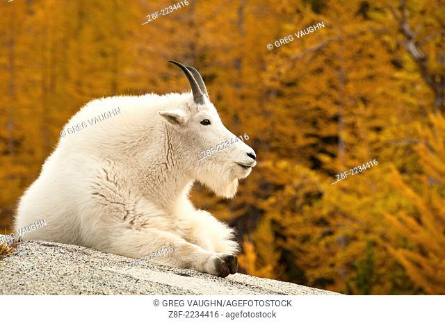 Mountain goat at Leprechaun Lake, The Enchantments, Alpine Lakes Wilderness, Washington