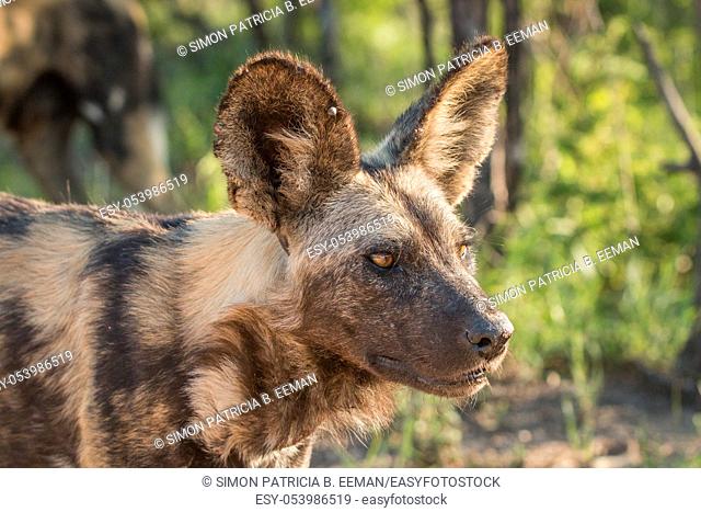 Starring African wild dog in the Kruger National Park, South Africa