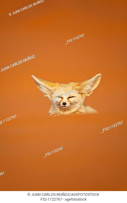 Fennec Fox (Vulpes zerda), Sahara Desert, Merzouga, Morocco