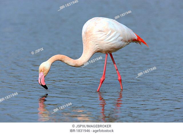 Greater Flamingo (Phoenicopterus ruber roseus), foraging in water, Saintes-Maries-de-la-Mer, Camargue, France, Europe