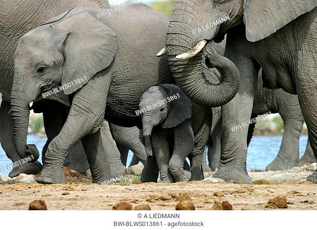 African elephant Loxodonta africana, juvenile elephant in safety of the herd, Namibia, Ovamboland, Etosha NP