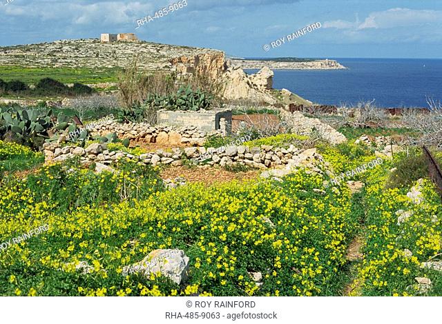 Flowers, in the rocky terrain near Mgiebah Bay, Mediterranean oxalis, Malta, Europe