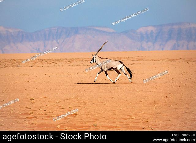 Oryx in the Namib Naukluft National Park, Namibia