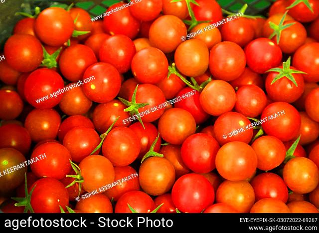 July 3, 2022, Doha, Qatar: Freshly harvested tomatoes are seen piled up during the harvest season in the greenhouse area