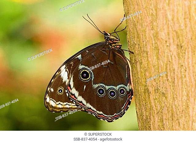 Close-up of a Peleides Blue Morpho butterfly Morpho peleides on a tree trunk