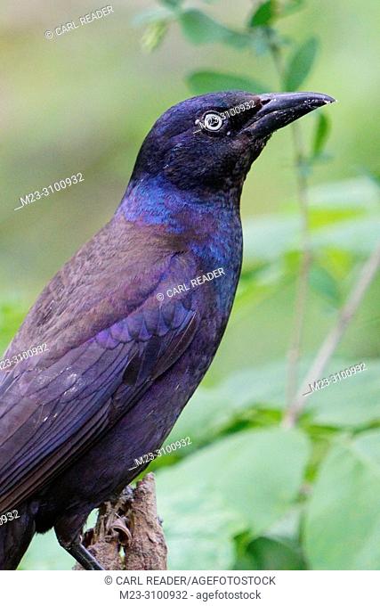 A perched common grackle, Pennsylvania, USA