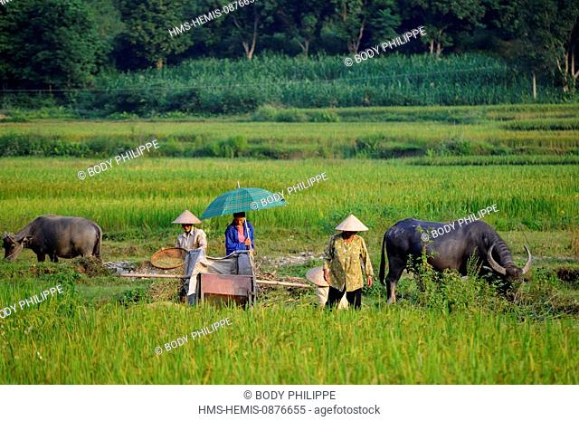 Vietnam, Lao Cai Province, near Bac Ha, Black Thais village, harvesting rice