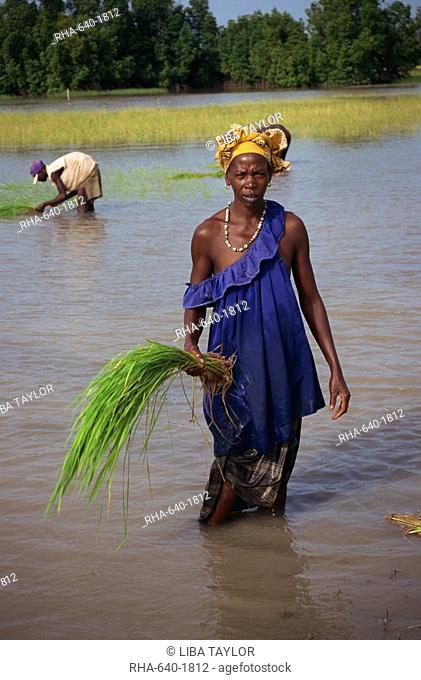 Women replanting rice, The Gambia, West Africa, Africa