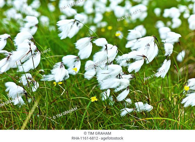 Bog Cotton, cotton-grass, Eriophorum blowing in the wind at Cleggan, Connemara, County Galway