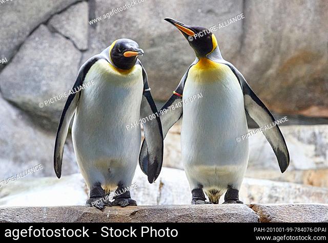01 October 2020, Hamburg: Two king penguins are standing in the Arctic Ocean at the Hagenbeck Zoo during a press event. The aviary and the Antarctic Penguin...
