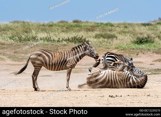 Plains zebras (Equus quagga) playing, Seronera, Serengeti National Park, Tanzania