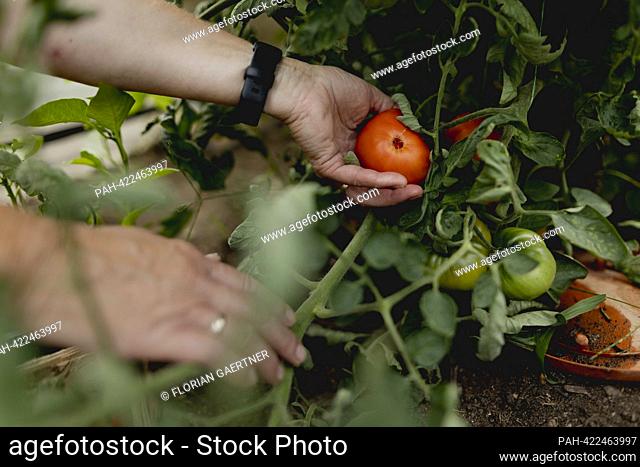 Symbolic image on the subject of gardening: A woman harvests ripe tomatoes in a greenhouse in Vierkirchen, August 18, 2023. - Vierkirchen/Deutschland