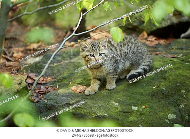 Close-up of a European wildcat (Felis silvestris silvestris) kitten in spring in the Bavarian forest, Germany