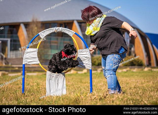 31 March 2021, Lower Saxony, Hanover: Jutta Gaßmann undertakes a world record attempt in ""hoop jumping"" with her dog Gil of the American Cocker Spaniel breed