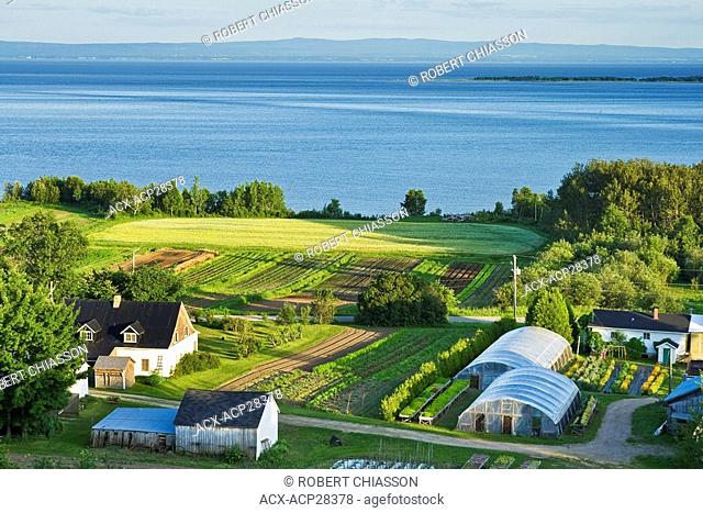 The 'Jardins des chefs' Chefs' gardens is a small farm specializing in the cultivation of edible flowers, Les eboulements Centre, Charlevoix, Quebec, Canada