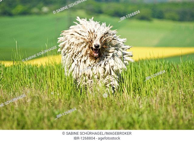 Komondor, Hungarian livestock guardian dog, running over meadow