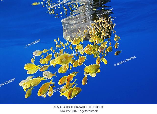freckled driftfish, Psenes cyanophrys, sheltering under abandoned plastic gasoline tank in open ocean, offshore, Kona coast, Big Island, Hawaii, USA