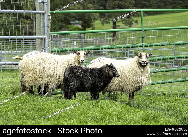 Female Icelandic sheep and a lamb near Coeur d'Alene, Idaho