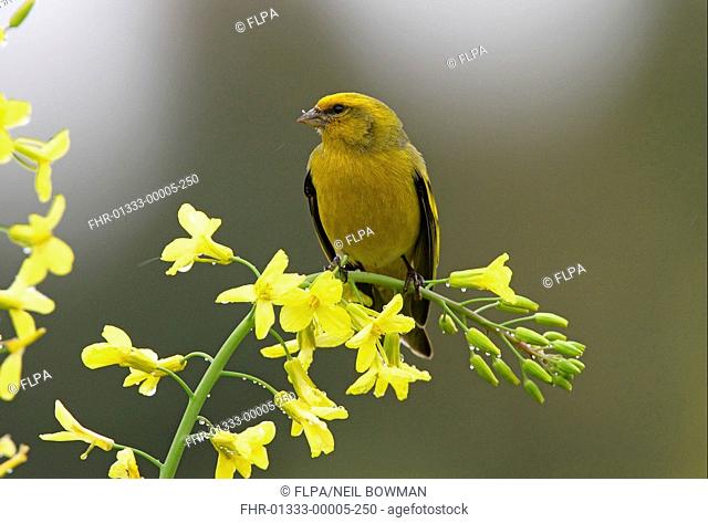 Yellow-crowned Canary Serinus canicollis flavivertex adult male, perched on flowers, Kenya, october