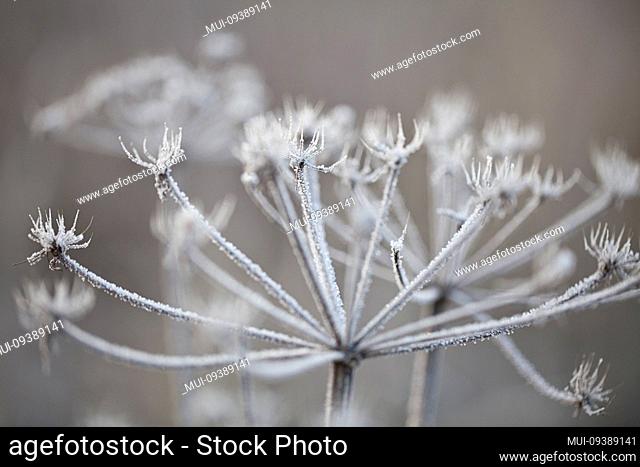 Lovely winter background with hoarfrost covered plant
