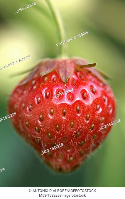 Ripe strawberry Fragaria Ananassa