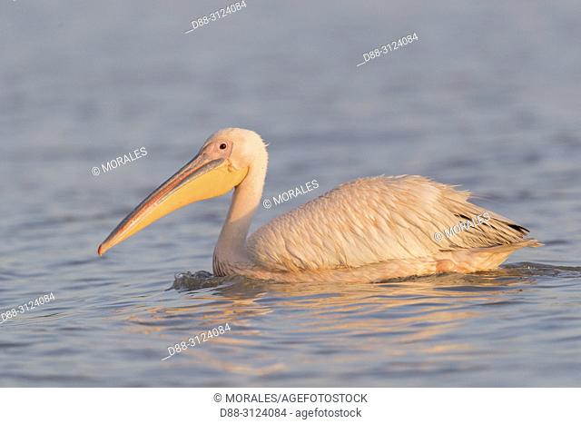 Africa, Ethiopia, Rift Valley, Ziway lake, Great White pelican (Pelecanus onocrotalus), on the water