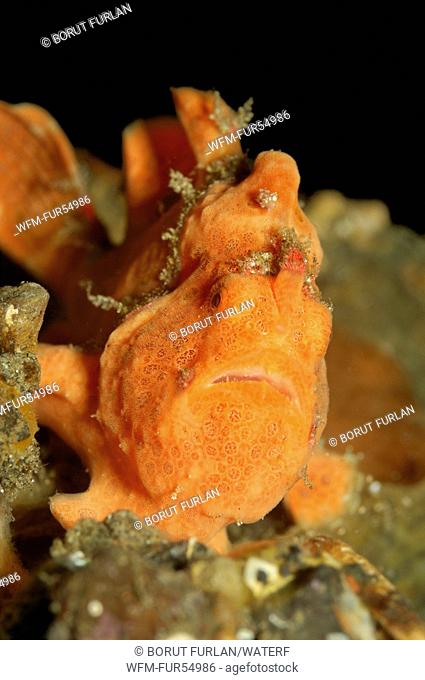 Orange Painted Frogfish, Antennarius pictus, Lembeh Strait, North Sulawesi, Indonesia