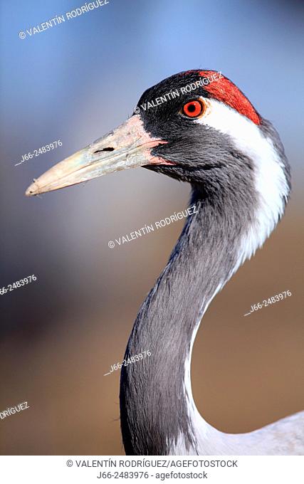 Crane (Grus grus) in the wildlife reserve Gallocanta. Zaragoza. Spain
