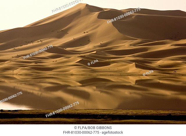 Temporary desert lake and dunes, after very wet winter, High Erg Chebbi Sand Dunes, near Merzouga, Sahara, Morocco, spring