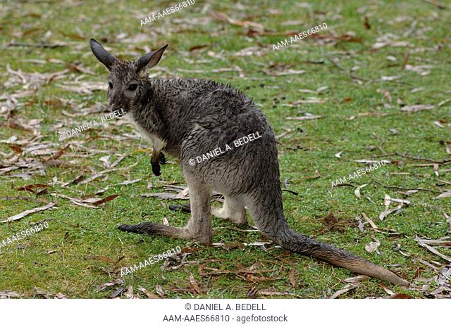 Grey Kangaroo Joey, wet in the rain (Macropus giganteus) Cleland Conservation Park, Australia