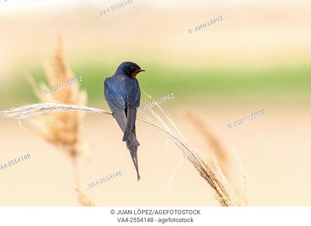 Barn swallow Hirundo rustica. Ebro Delta, Catalonia, Spain