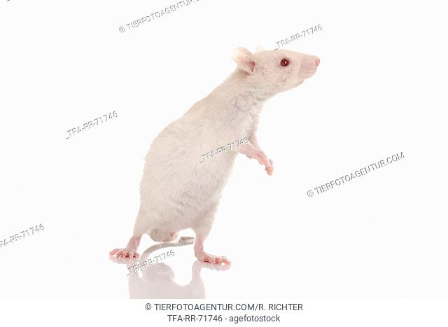 young rat