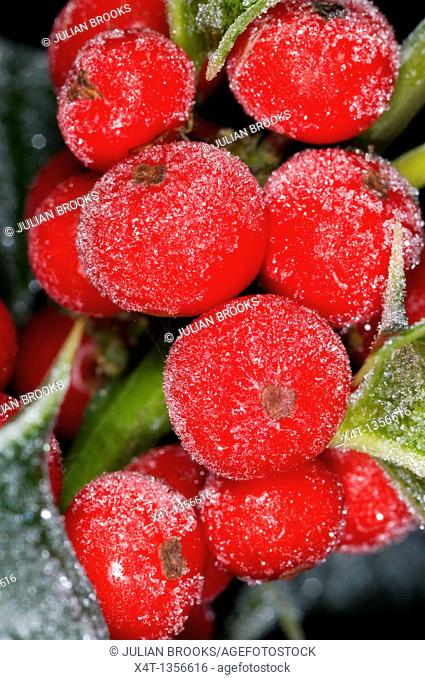 frost crystals on red holly berries