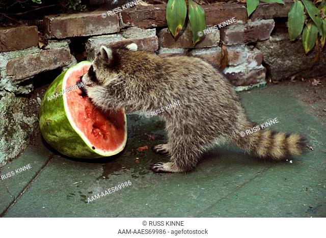 Young Raccoon with Watermelon, Connecticut