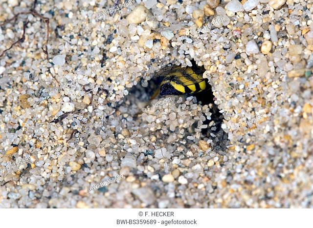 Sand wasp (Bembix oculata), didding sand out of its den