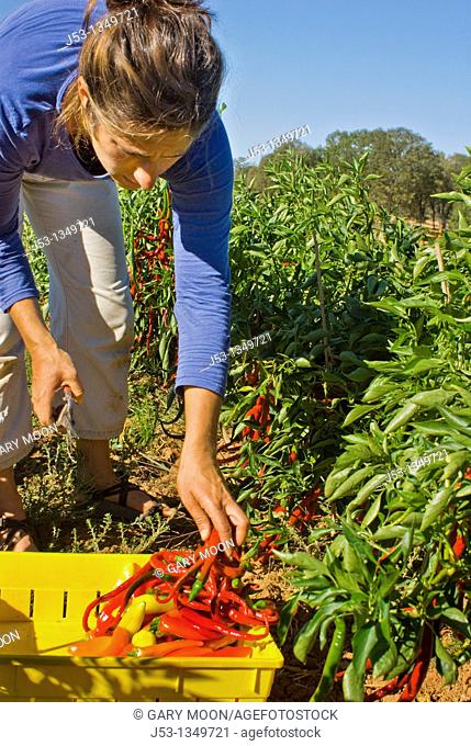 Young woman picking peppers on small organic farm, Nevada City, California