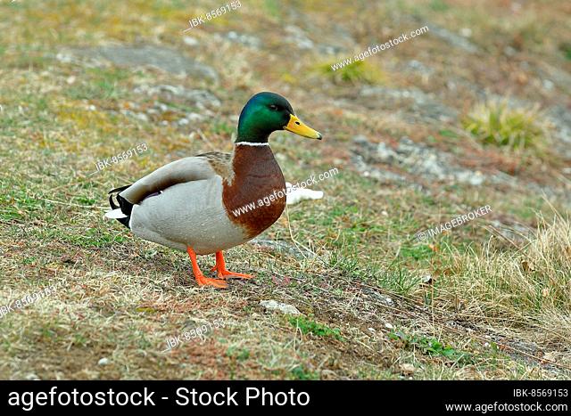 Mallard (Anas platyrhynchos), male, standing in a meadow on the lakeshore, Chiemsee, Bavaria, Germany, Europe