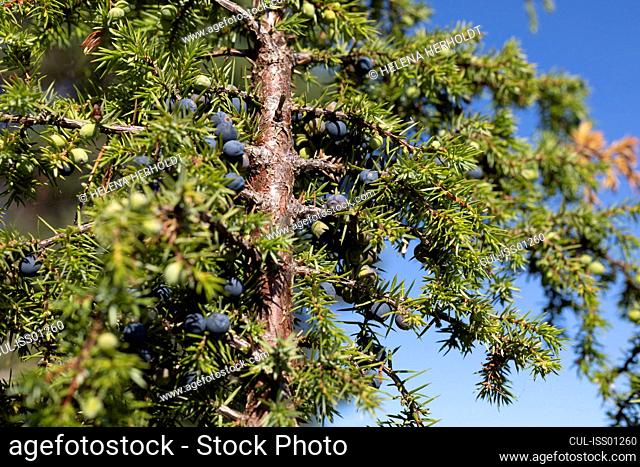 Detail of coniferous tree with berries