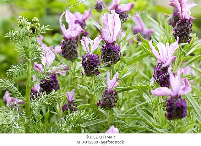 French lavender Lavandula stoechas