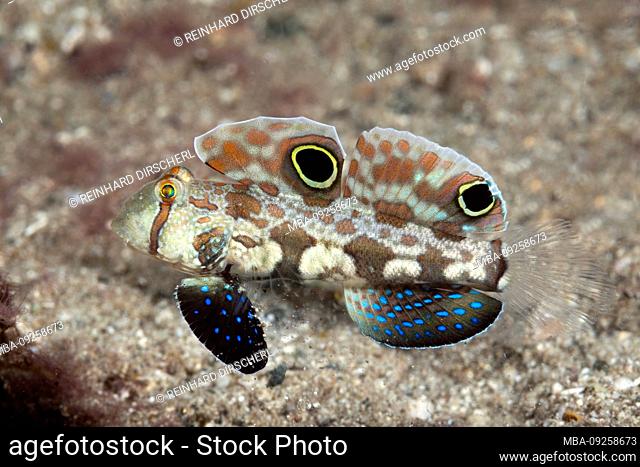 Crab-eye Goby, Signigobius biocellatus, Tufi, Solomon Sea, Papua New Guinea