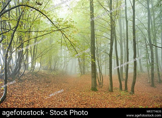 Forest walk in autumn, Upper Palatinate, Bavaria, Germany, Europe