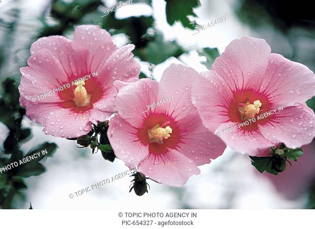 The Rose Of Sharon