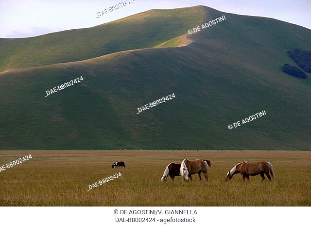 Grazing horses, Pian Grande, near Castelluccio di Norcia, Monti Sibillini National Park, Umbria, Italy