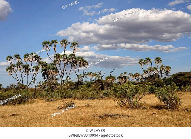 doum palm Hyphaene thebaica, landscape in nothern Kenya, Sweetwaters Reserve, Kenya