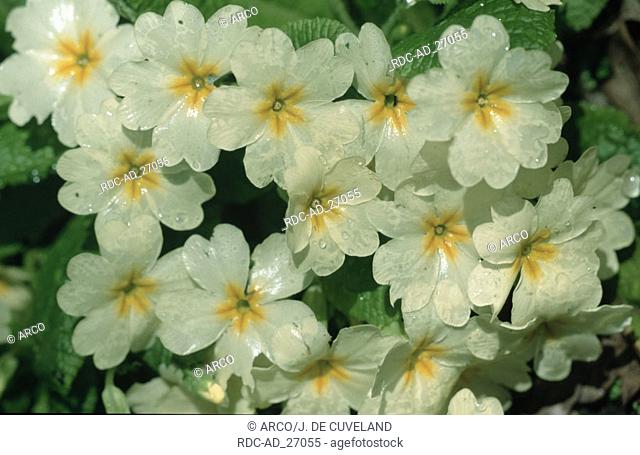 Primrose Primula vulgaris vulgaris