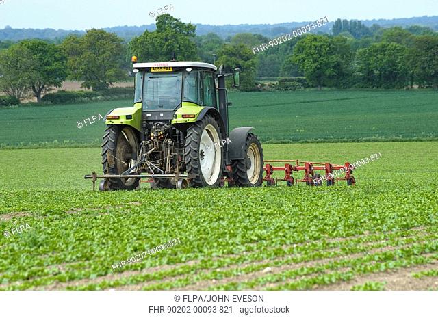 Sugar Beet Beta vulgaris crop, tractor hoeing between rows, Felmingham, Norfolk, England, may
