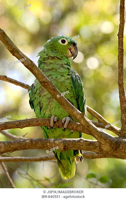 Mealy Amazon or Mealy Parrot (Amazona farinosa), adult perched in a tree, Roatan, Honduras, Central America