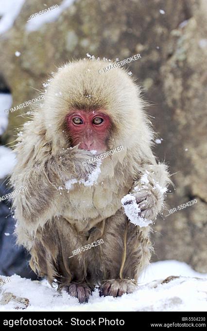 Red-faced macaque, red-faced macaque, japanese macaque (Macaca fuscata), snow monkey, snow monkeys, Japan macaque, Japan macaques, Japan macaque monkeys